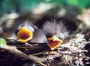 Tanager Nestling