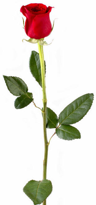 LGCF Circle of Roses