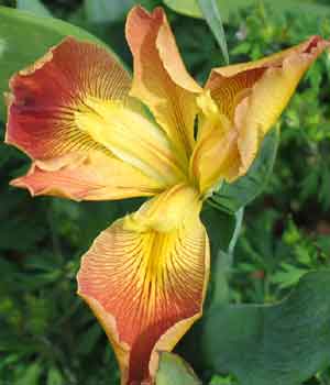 Iris LGCF