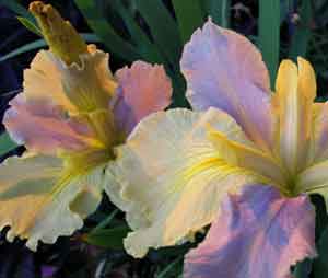 LGCF iris