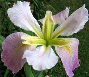 LGCF iris