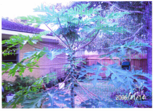 papaya