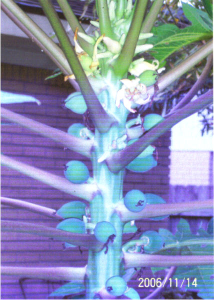 papaya