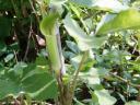 arisaema