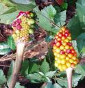butterflyweed