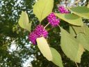 beauty berry