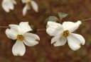 dogwood