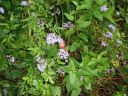 eupatorium
