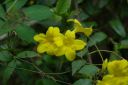 jasmine