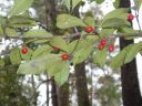 holly