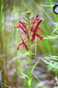 lobelia