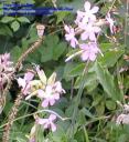 saponaria